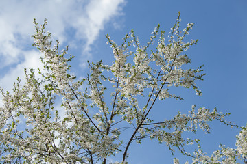 Plum blossom, white flowers on branches of tree, season of blooming garden, spring nature, sunny day, floral background