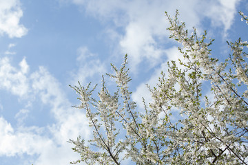 Plum blossom, white flowers on branches of tree, season of blooming garden, spring nature, sunny day, floral background