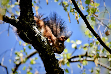 squirrel on tree