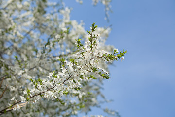 Plum blossom, white flowers on branches of tree, season of blooming garden, spring nature, sunny day, floral background