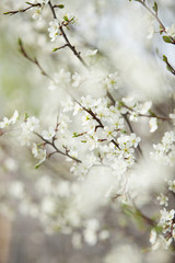 Plum blossom, white flowers on branches of tree, season of blooming garden, spring nature, sunny day, floral background