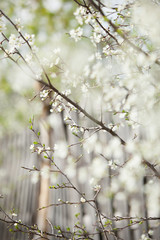 Plum blossom, white flowers on branches of tree, season of blooming garden, spring nature, sunny day, floral background