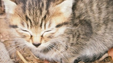 草むらにいた猫の親子