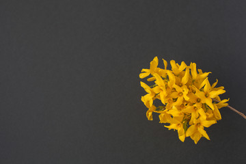 yellow forsythia on a black background