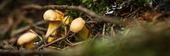 Kleine echte Pfifferlinge wachsen auf dem Waldboden, Canthrellus Cibarius in der Natur, Panorama