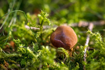 Kleiner Steinpilz beim Wachstum im Wald, Boletus Edulis in der Natur