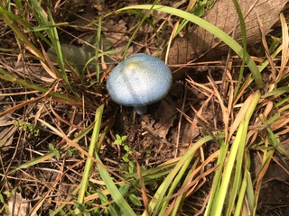 blue mushroom in grass