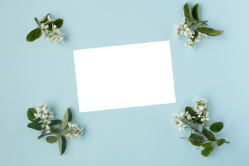 flat branch of a bird cherry and a blank white sheet on a blue background, top view. layout