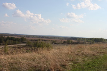 Fototapeta premium spring nature trees turn green