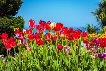 Many beautiful tulips high above the sea