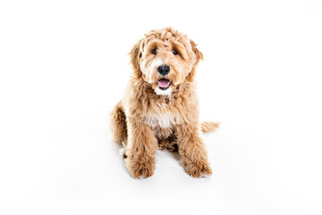 Golden Labradoodle dog isolated on white background
