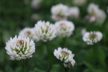 Flowers of white clover