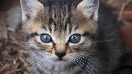 草むらにいた猫の親子