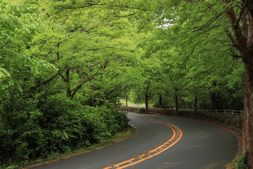 Obraz premium road in the forest during the season of new green leaves