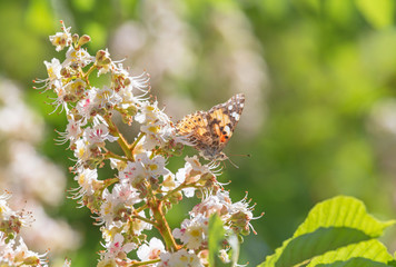 brown butterfly sitting on chestnut tree blossoming