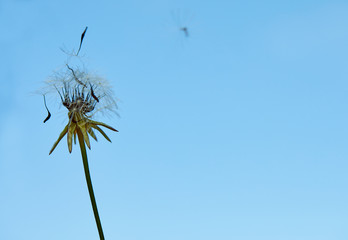 Blooming dandelion in nature against the blue sky. Old dandelion close up