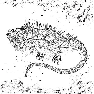  Iguana is big. Reptiles. Isolated vector illustration. Perfect for shirt or t-shirt design, brand logo, tattoo and decoration
