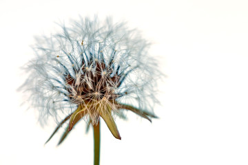 Blooming dandelion in nature on a white background. Old dandelion close up