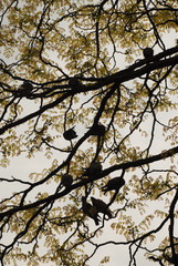 Birds on tree