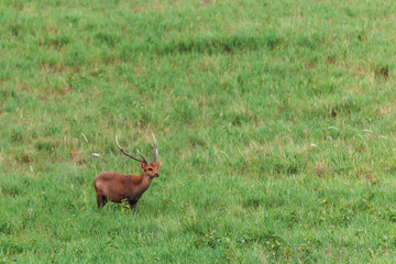 Barking deer in grass field