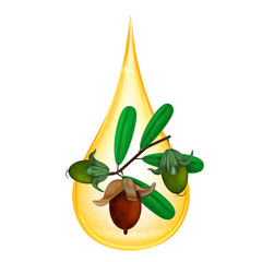Jojoba oil isolated on white background. Vector