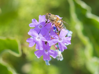 Flower fly feeding on a purple Elizabeth Earle flowers in garden
