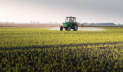 Fototapeta premium Tractor spraying pesticides at corn field