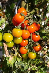Rispentomaten Tomatenrispe