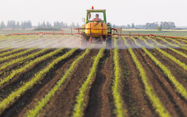 Tractor spraying pesticides at  corn field