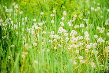 Fresh green grass and light white dandelion flowers. Natural background. Springtime concept. Many tender flowers in field. Dandelion soft bloom. Eco and organic. Dandelion in nature. Dandelion field
