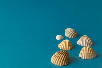  Set of seashells with colourful background