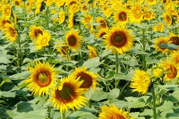 Fototapeta na wymiar sunflowers field