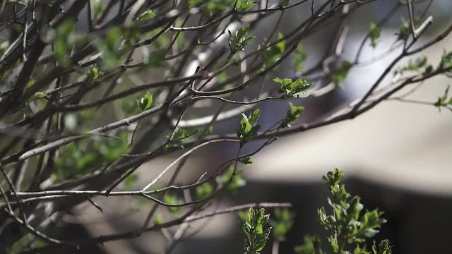 spring foliage sways by the wind