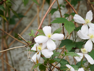 Clématite des montagnes (Clematis montana) à floraison généreuse de fleurs à sépales blanc, grimpant et garnissant un mur