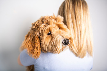 woman with his Golden Labradoodle dog isolated on white background