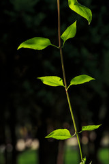 Sunlight penetrates the leaves