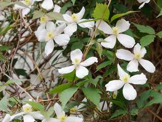 Clématites des montagnes (Clematis montana) à floraison généreuse de fleurs à sépales blanc, grimpant et garnissant un mur