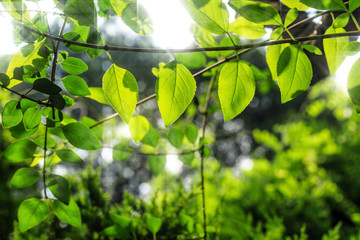 Sunlight penetrates the leaves