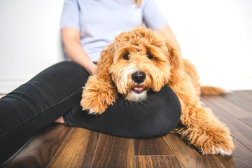 woman with his Golden Labradoodle dog isolated on white background