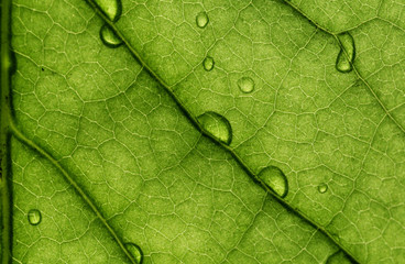 Fototapeta premium The texture of green leaves and the drops of water on them