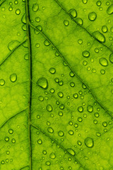 The texture of green leaves and the drops of water on them