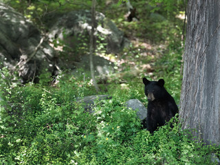 Obraz na płótnie Canvas baby black bear