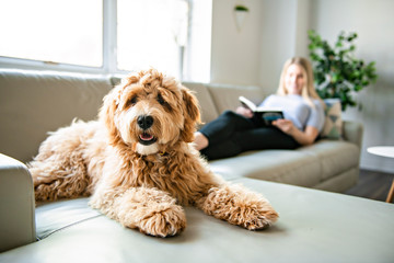 woman with his Golden Labradoodle dog reading at home - Powered by Adobe