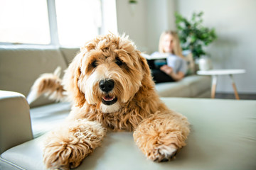 woman with his Golden Labradoodle dog reading at home