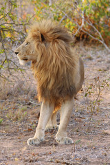 un lion en Afrique du Sud