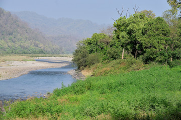 Corbett Tiger reserve forest in India