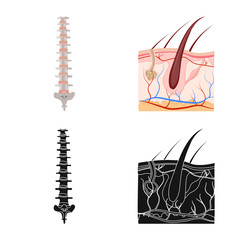 Vector illustration of body and human sign. Set of body and medical stock symbol for web.