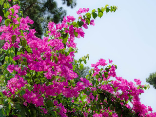 purple flowers on a green background