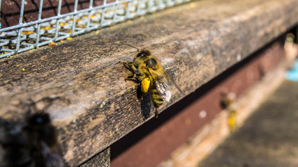 Bienen mit Pollen