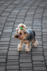 yorkshire terrier 